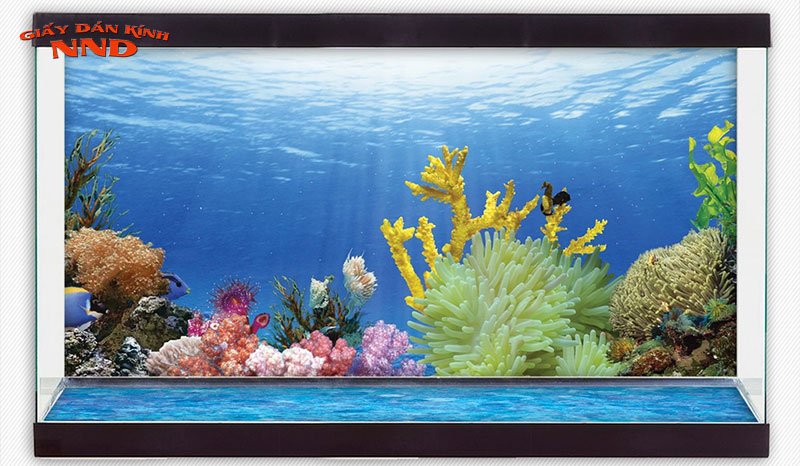 co-nen-decal-dan-kinh-cho-be-ca-canh-giaydankinhnnd-1