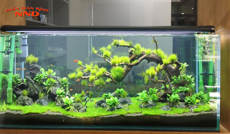 huong-dan-tu-decal-dan-kinh-cho-be-ca-tai-nha-giaydankinhnnd