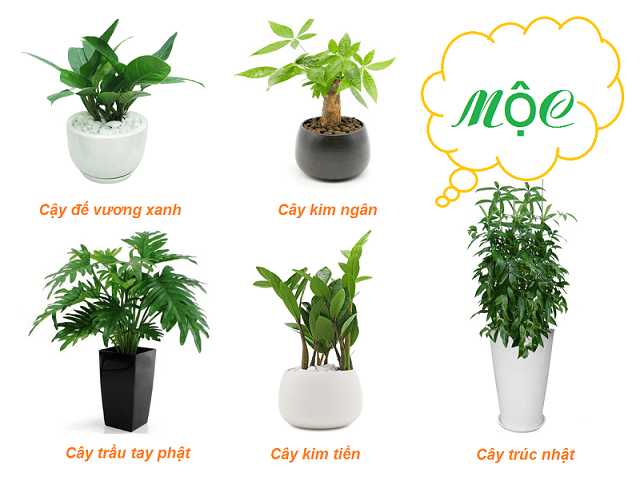 Cây Để Bàn Làm Việc Hợp Mệnh Mộc Giúp Thu Hút Tài Lộc 2 Bỏ túi các loại cây để bàn làm việc hợp mệnh Mộc