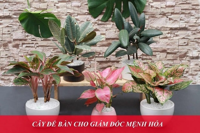 15+ Cây Để Bàn Làm Việc Hợp Mệnh Hỏa Hút Tài Lộc, May Mắn 2 Bỏ túi danh sách các loại cây để bàn làm việc hợp mệnh Hỏa