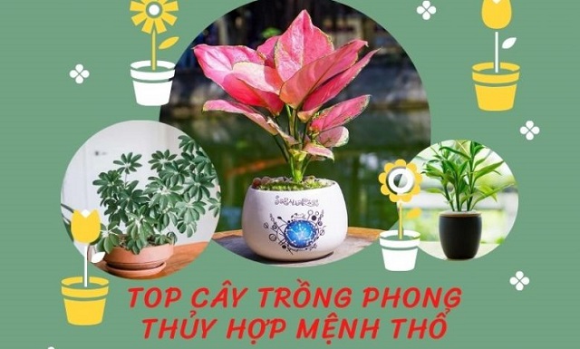 Tổng Hợp Các Loại Cây Để Bàn Làm Việc Hợp Mệnh Thổ 1 Cây để bàn làm việc hợp mệnh thổ