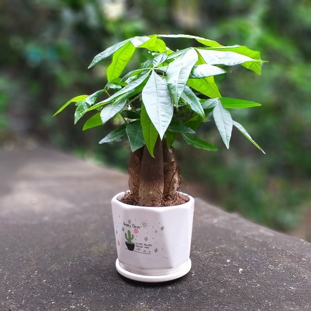 15+ Cây Để Bàn Làm Việc Hợp Mệnh Hỏa Hút Tài Lộc, May Mắn 6 Cây Kim Ngân