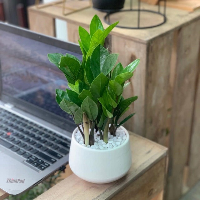 Tổng Hợp Các Loại Cây Để Bàn Làm Việc Hợp Mệnh Thủy 2 Cây kim tiền - Loài cây để bàn làm việc hợp mệnh Thủy