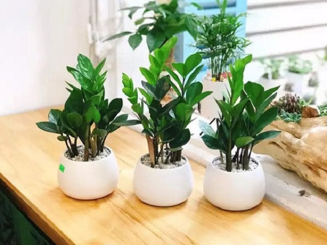 Cây Để Bàn Làm Việc Hợp Mệnh Mộc Giúp Thu Hút Tài Lộc 4 Cây kim tiền