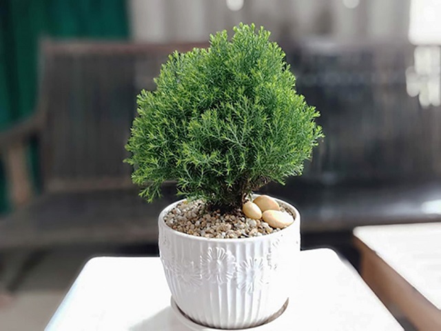 Tổng Hợp Các Loại Cây Để Bàn Làm Việc Hợp Mệnh Thủy 5 Cây tùng bồng lan hợp nhất người mệnh Thủy