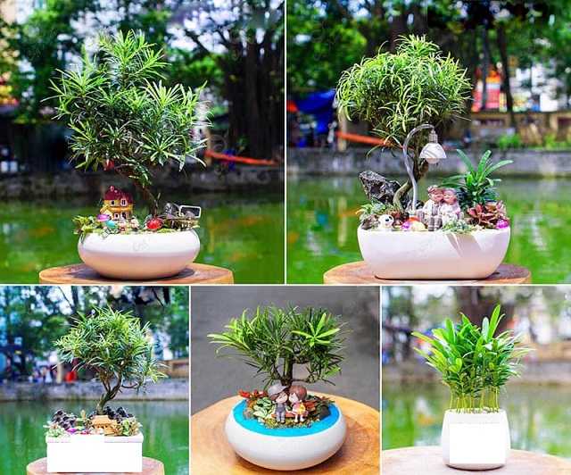 Tổng Hợp Các Loại Cây Để Bàn Làm Việc Hợp Mệnh Thủy 6 Cây tùng la hán