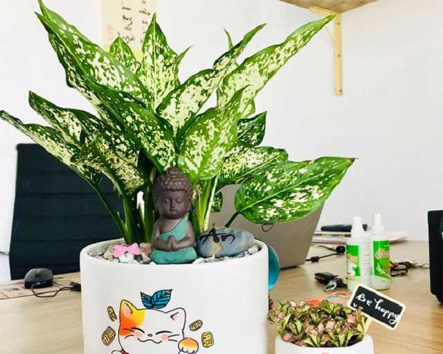 Tổng Hợp Các Loại Cây Để Bàn Làm Việc Hợp Mệnh Thủy 4 Lựa chon ngay cây ngọc ngân khi trang trí bàn làm việc người mệnh Thủy