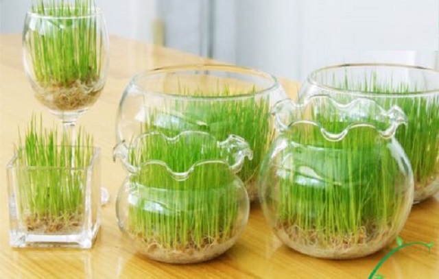Tổng Hợp Các Loại Cây Để Bàn Làm Việc Hợp Mệnh Thủy 7 Người mệnh Thủy hợp trồng cây mầm xanh