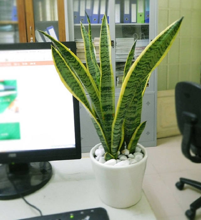 Tổng Hợp Các Loại Cây Để Bàn Làm Việc Hợp Mệnh Thủy 3 Người mệnh Thủy không nên bỏ qua cây lưỡi hổ khi trang trí bàn làm việc