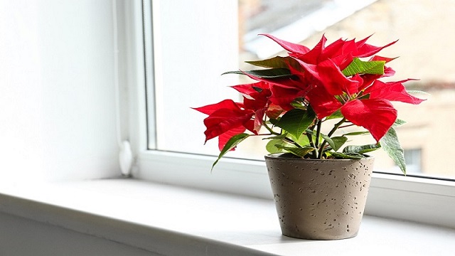 Tổng Hợp Các Loại Cây Để Bàn Làm Việc Hợp Mệnh Thủy 10 Người mệnh Thủy tránh trồng các loài cây tương khắc