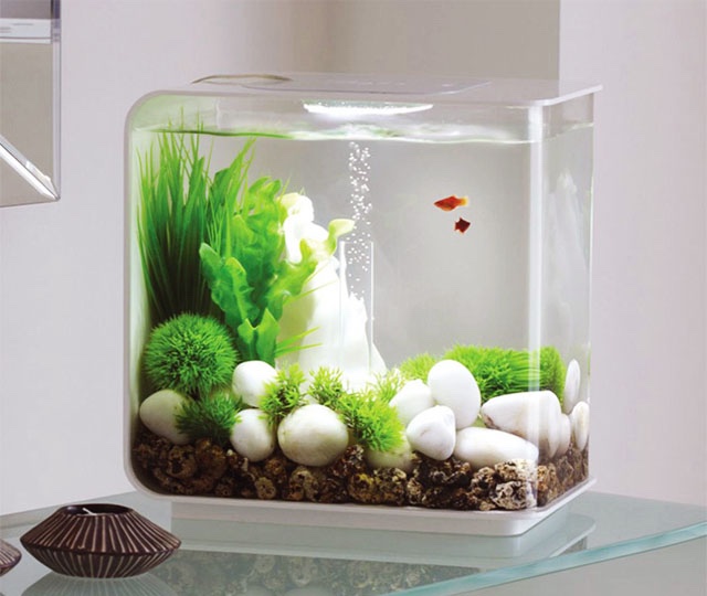Cách Trang Trí Bàn Làm Việc Bằng Đồ Vật Đẹp, Ấn Tượng 5 Trang trí bàn làm việc với bể cá mini
