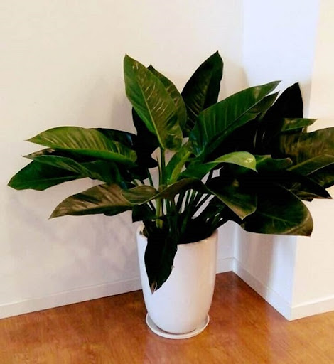 Tổng Hợp Các Loại Cây Để Bàn Làm Việc Hợp Mệnh Thổ 6 Cây đại đế vương