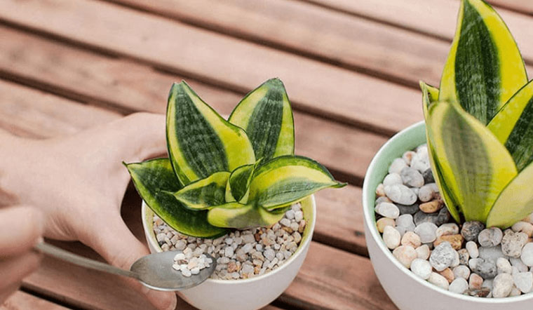 Tổng Hợp Các Loại Cây Để Bàn Làm Việc Hợp Mệnh Thổ 7 Cây lưỡi hổ