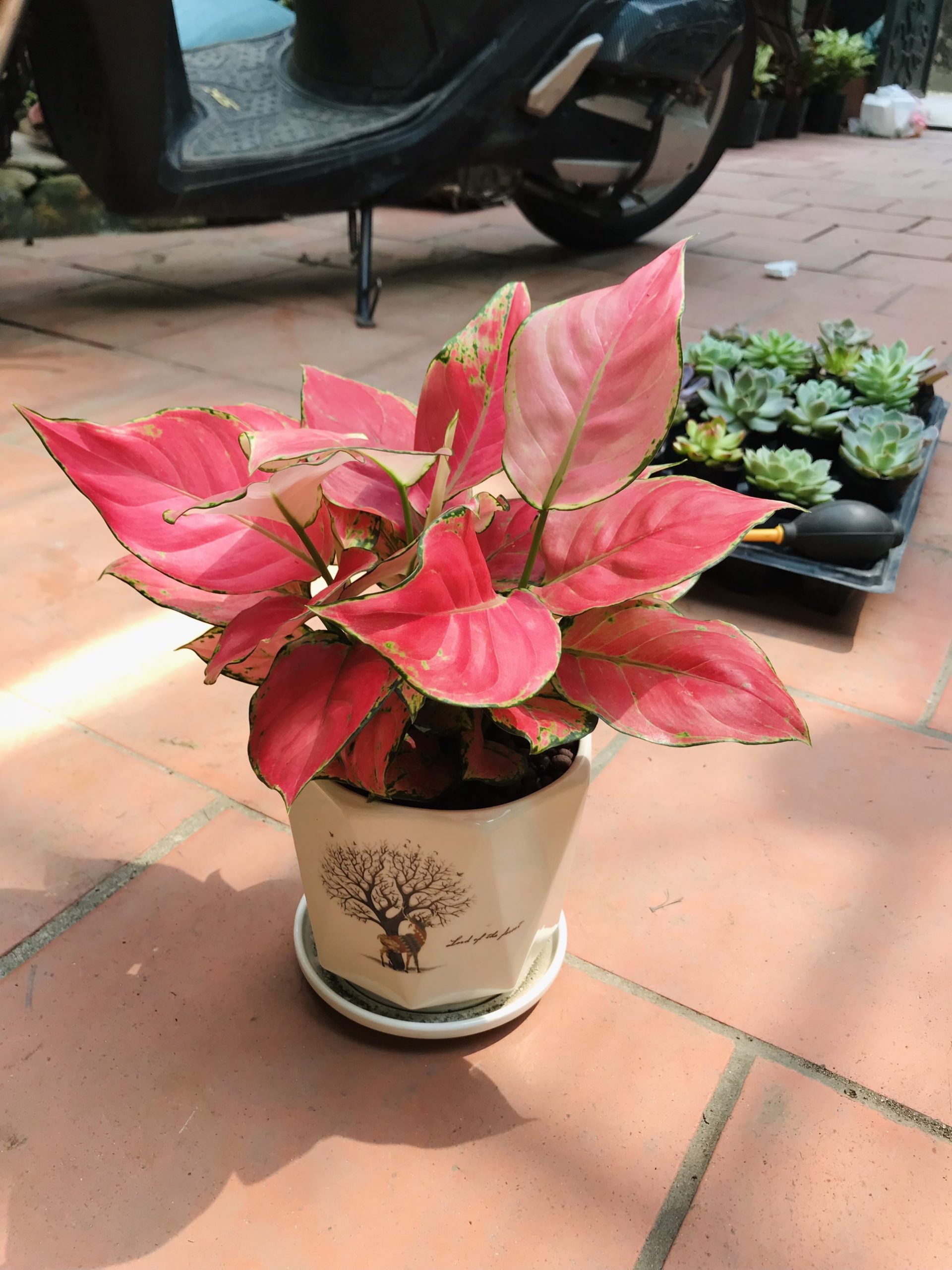 Tổng Hợp Các Loại Cây Để Bàn Làm Việc Hợp Mệnh Thổ 2 Cây vạn lộc