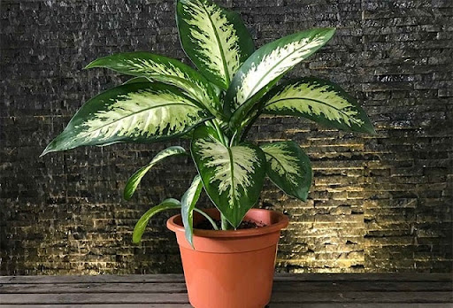 Tổng Hợp Các Loại Cây Để Bàn Làm Việc Hợp Mệnh Thổ 12 Cây vạn niên thanh