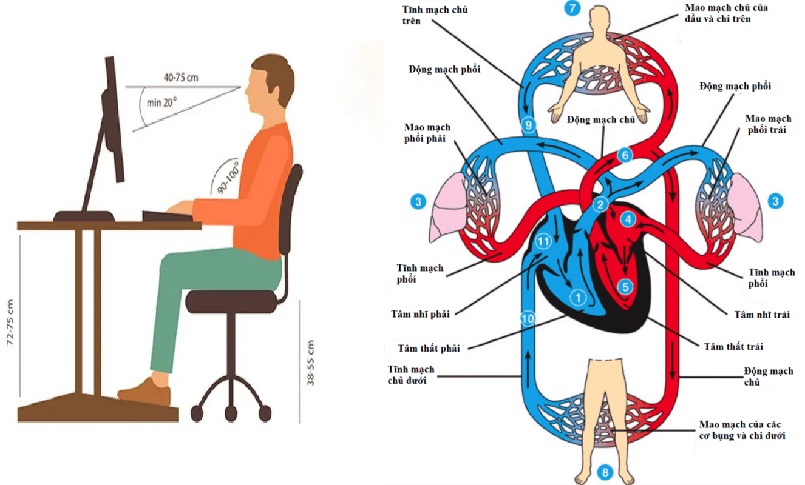 Điều Chỉnh Tư Thế Ngồi Làm Việc Đúng Cho Dân Văn Phòng 5 Tư thế ngồi làm việc đúng giúp lưu thông, tuần hoàn máu tốt