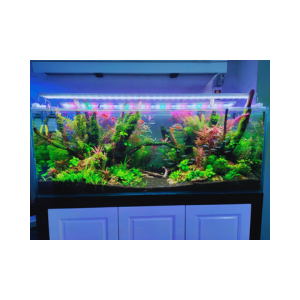 Bể Cá Thủy Sinh AQ2 Chân Gỗ SetUp Sẵn ( Bộ Lọc , Đèn Trang Trí, Cây Thủy Sinh)