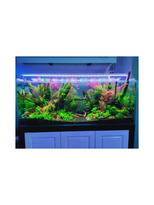 Bể Cá Thủy Sinh AQ2 Chân Gỗ SetUp Sẵn ( Bộ Lọc , Đèn Trang Trí, Cây Thủy Sinh) Bể Cá Thủy Sinh AQ2 Chân Gỗ SetUp Sẵn ( Bộ Lọc , Đèn Trang Trí, Cây Thủy Sinh)