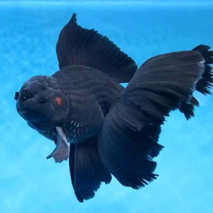 ca-3-duoi-dau-lan-den