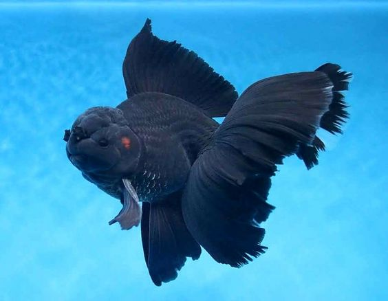 ca-3-duoi-dau-lan-den ca-3-duoi-dau-lan-den