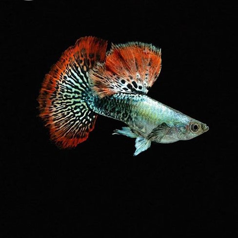 ca-bay-mau-rong-do ca-bay-mau-rong-do