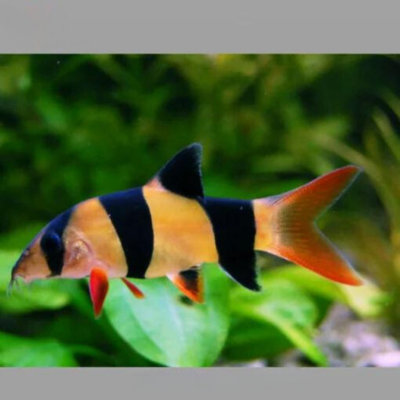 ca_chuot_my ca_chuot_my