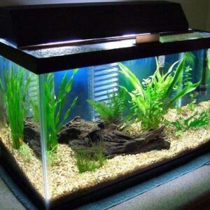 Bể Thủy Sinh AQ3 SetUp SẴn ( Bộ Lọc , Cây Thủy Sinh, Đèn LED )