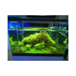 Bể Cá Thủy Sinh AQ1 (Setup sẵn bộ lọc , cây thủy sinh ,đèn led)
