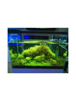 Bể Cá Thủy Sinh AQ1 (Setup sẵn bộ lọc , cây thủy sinh ,đèn led)