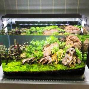 bể cá mini bàn đúc