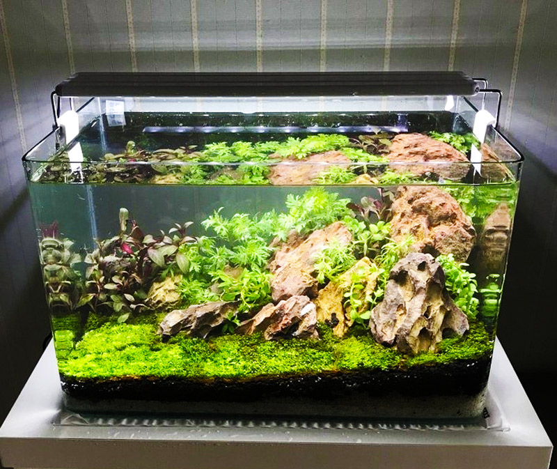 be-ca-mini-ban-duc bể cá mini bàn đúc