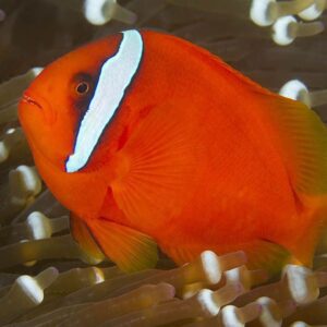 Cá khoang cổ đỏ
