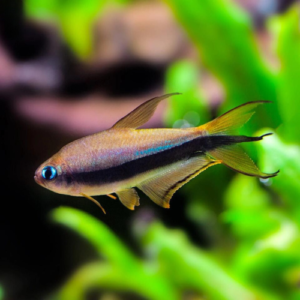 Cá neon hoàng đế