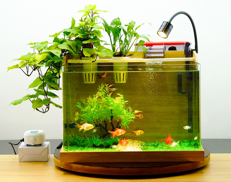 be-ca-mini-vien-go Bể cá mini viền gỗ