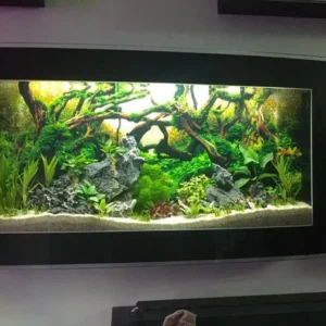 bể cá treo tường cao cấp