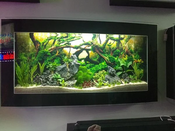 bể cá treo tường cao cấp