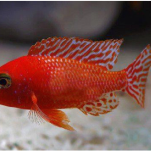 Cá Ali thái fire fish