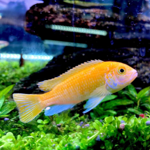 Cá ali vàng