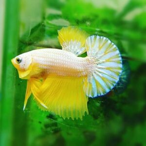 Cá betta Vàng