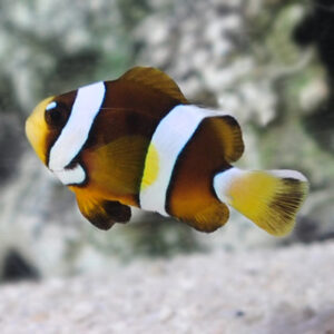 Cá Cảnh Biển Khoan Cổ Pearl Eye Clarkii Clownfish, Captive-Bred