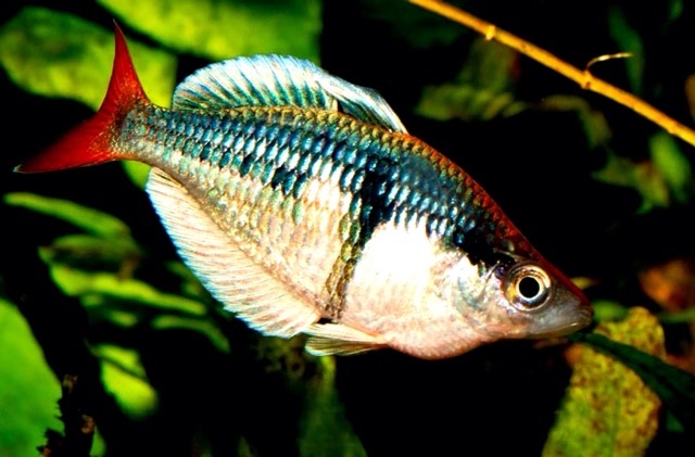 Cá Cầu Vồng Kali Tawain