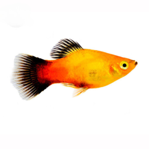 Cá cầu vồng red neon