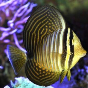 Cá chim dù biển đỏ