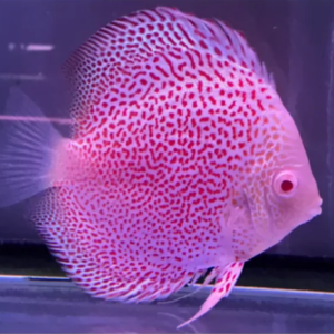 Cá dĩa beo tuyết