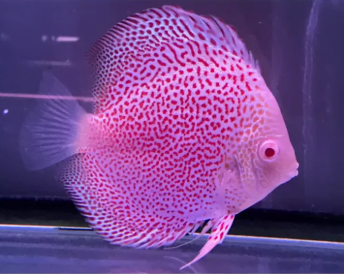 ca-dia-beo-tuyet Cá dĩa beo tuyết