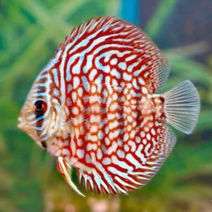 Cá dĩa bông đỏ