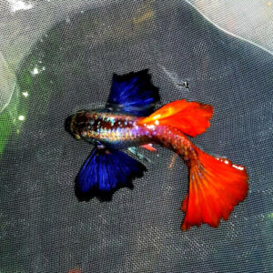 Cá bảy màu Dumbo Red Tail