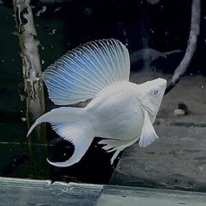 Cá molly trắng