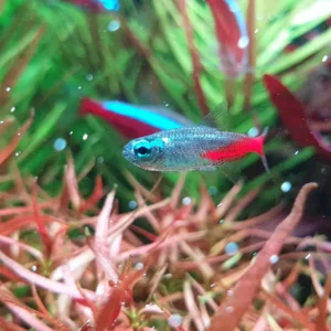 Cá neon kim cương