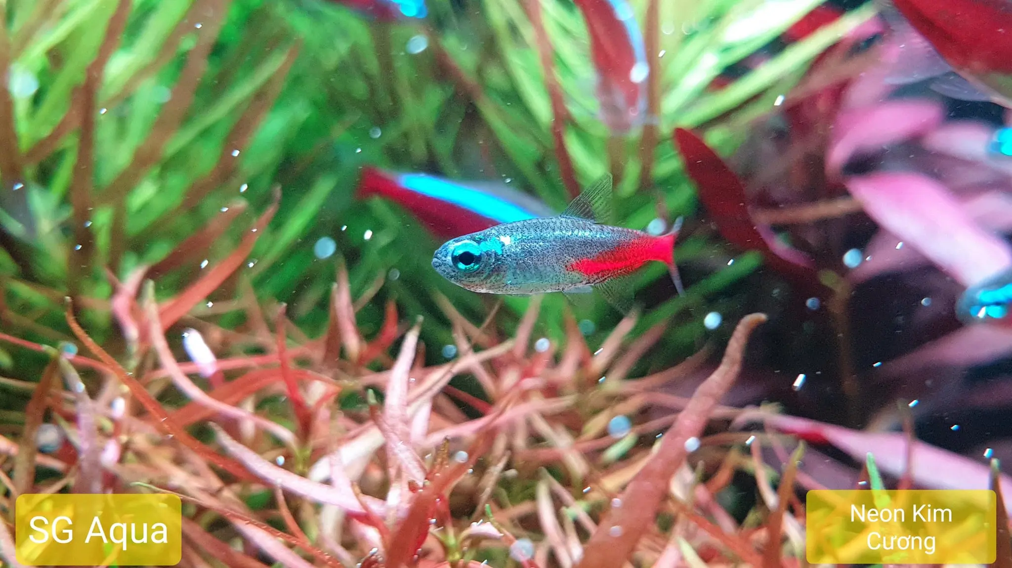 Cá neon kim cương